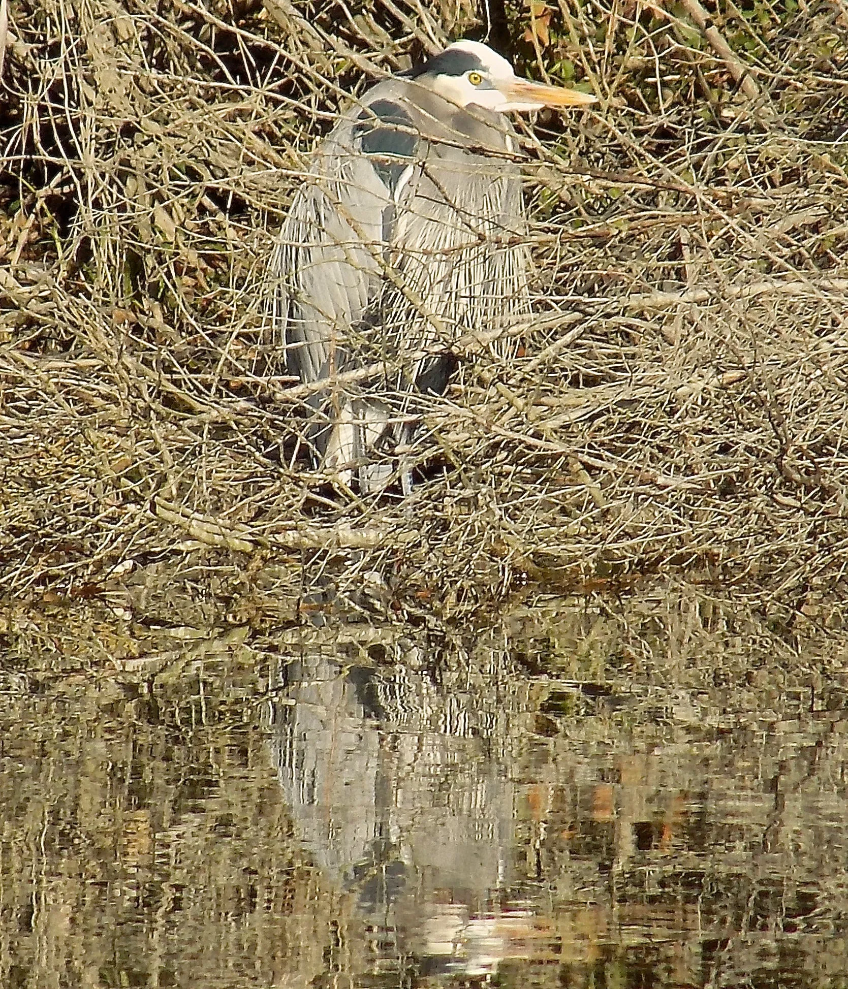 Shivering Blue Heron Bathrobe